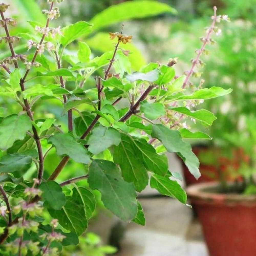 Tulsi Plant